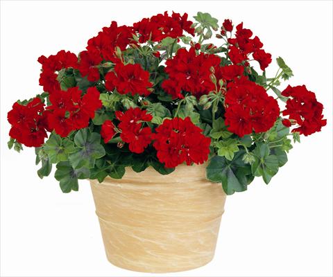 Photo de variété de fleurs à utiliser comme: Patio, pot Pelargonium peltatum Power Gen® Boneta