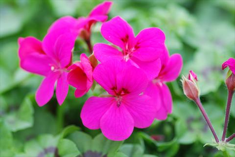 Photo de variété de fleurs à utiliser comme: Patio, Plante à massif Pelargonium peltatum Power Gen® Rainbow Neon