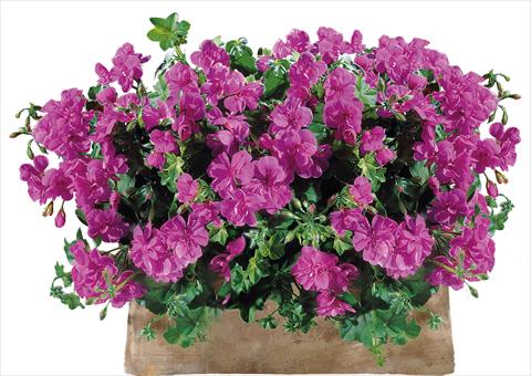 Photo de variété de fleurs à utiliser comme: Patio, pot Pelargonium peltatum Power Gen® Sunflair Amethyst