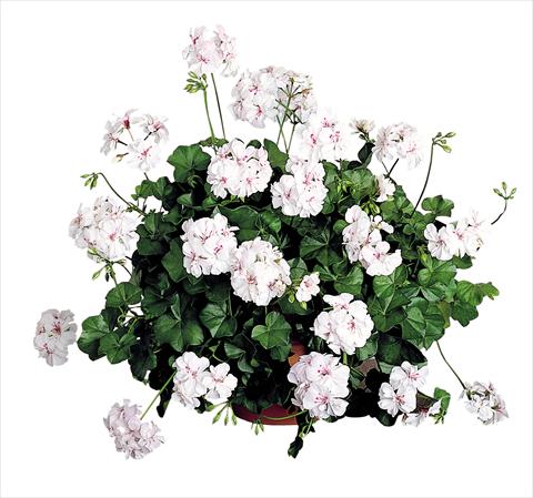 Photo de variété de fleurs à utiliser comme: Patio, pot Pelargonium peltatum Power Gen® Santa Cristina