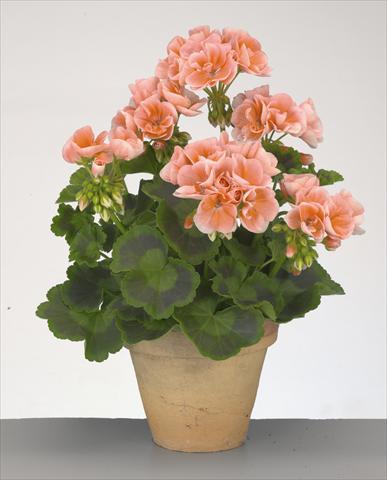Photo de variété de fleurs à utiliser comme: Pot, Plante à massif, patio Pelargonium zonale Compact Gen® Rosario