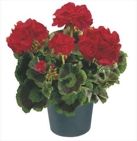 Photo de variété de fleurs à utiliser comme: Patio, pot Pelargonium zonale Compact Leonardo Top