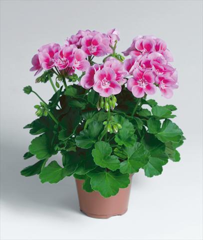 Photo de variété de fleurs à utiliser comme: Patio, pot Pelargonium zonale Compact pac® Flower Fairy® Rose
