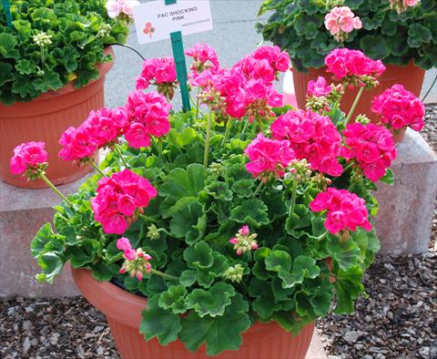 Photo de variété de fleurs à utiliser comme: Patio, pot Pelargonium zonale Compact pac® Shocking Pink