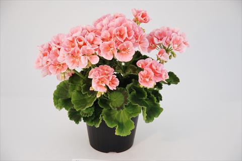 Photo de variété de fleurs à utiliser comme: Patio, pot Pelargonium zonale Compact Rosino Top