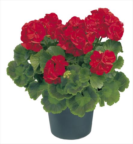 Photo de variété de fleurs à utiliser comme: Pot, Plante à massif, patio Pelargonium zonale Power Amerigo Top