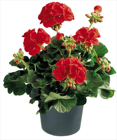 Photo de variété de fleurs à utiliser comme: Pot, Plante à massif, patio Pelargonium zonale Power Barbarossa Top