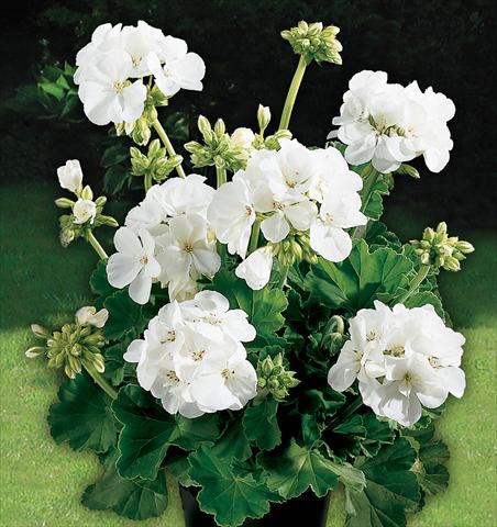 Photo de variété de fleurs à utiliser comme: Pot, Plante à massif, patio Pelargonium zonale Power Gen® Astra