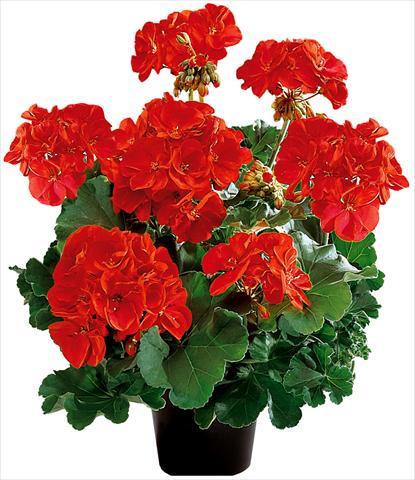 Photo de variété de fleurs à utiliser comme: Pot, Plante à massif, patio Pelargonium zonale Power Gen® Belmonte Red