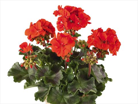 Photo de variété de fleurs à utiliser comme: Pot, Plante à massif, patio Pelargonium zonale Power Gen® Belmonte Scarlet