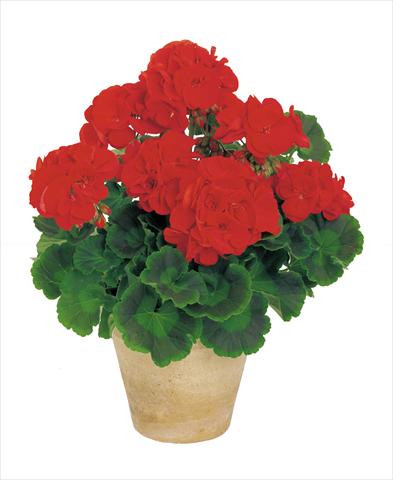 Photo de variété de fleurs à utiliser comme: Pot, Plante à massif, patio Pelargonium zonale Power Gen® Carmen