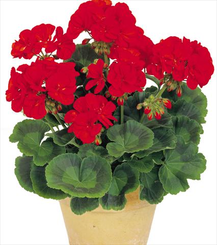 Photo de variété de fleurs à utiliser comme: Pot, Plante à massif, patio Pelargonium zonale Power Gen® Toro
