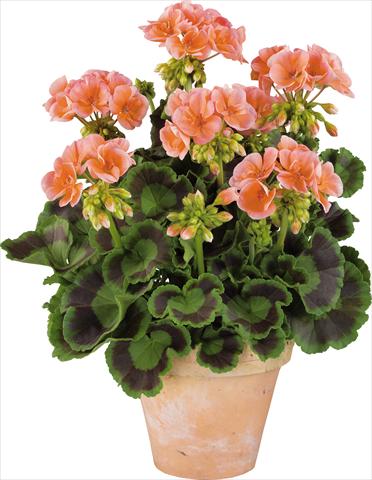 Photo de variété de fleurs à utiliser comme: Pot, Plante à massif, patio Pelargonium zonale Power Gen® Trend Salmon