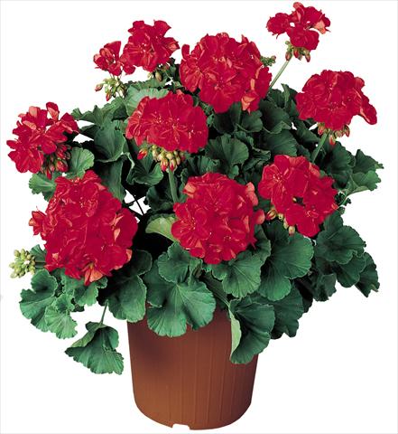 Photo de variété de fleurs à utiliser comme: Pot, Plante à massif, patio Pelargonium zonale Power Othello Top