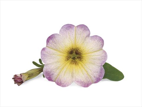 Photo de variété de fleurs à utiliser comme: Patio, pot Petunia x Calibrachoa Supercal Vanilla Blush