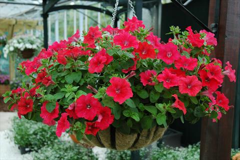Photo de variété de fleurs à utiliser comme: Pot, patio, Suspension Petunia Chilli Red