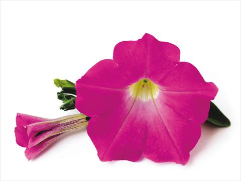 Photo de variété de fleurs à utiliser comme: Patio, pot Petunia Conchita™ Pink Kiss