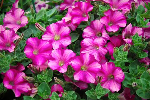 Photo de variété de fleurs à utiliser comme: Patio, pot Petunia Supertunia™ Raspberry Blast