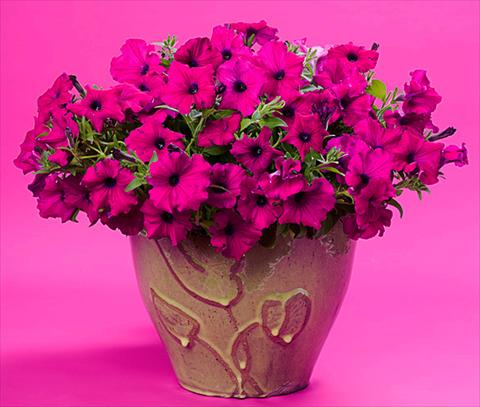 Photo de variété de fleurs à utiliser comme: Patio, pot Petunia Supertunia™ Royal Magenta