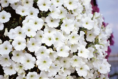 Photo de variété de fleurs à utiliser comme: Patio, pot Petunia Supertunia™ White