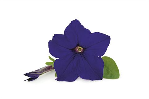 Photo de variété de fleurs à utiliser comme: Patio, pot Petunia Veranda Dark Blue