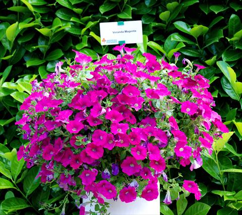 Photo de variété de fleurs à utiliser comme: Patio, pot Petunia Veranda Magenta