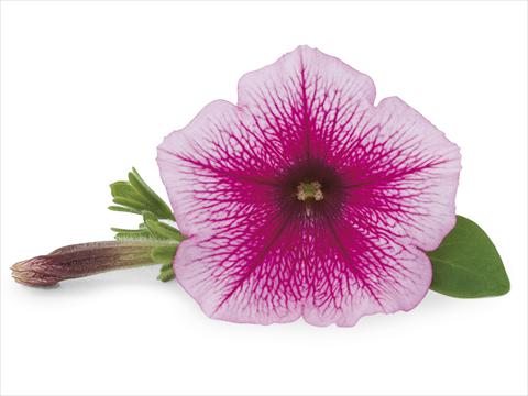 Photo de variété de fleurs à utiliser comme: Patio, pot Petunia Veranda Rose Vein