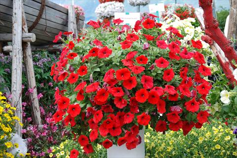 Photo de variété de fleurs à utiliser comme: Patio, pot Petunia Veranda Scarlet
