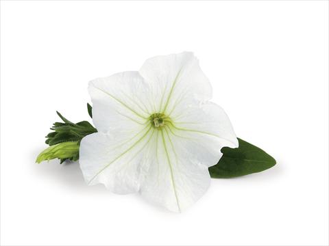 Photo de variété de fleurs à utiliser comme: Patio, pot Petunia Veranda White