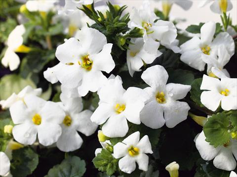 Photo de variété de fleurs à utiliser comme: Patio, pot Sutera Suteranova Big White