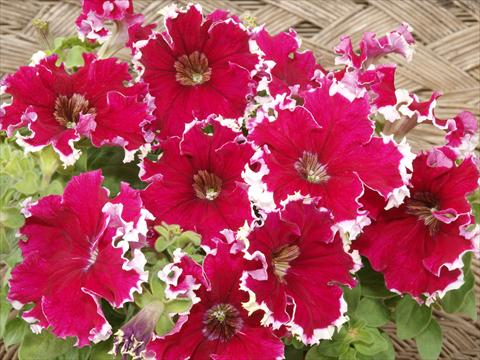 Photo de variété de fleurs à utiliser comme: Pot, Plante à massif, patio, Suspension Petunia x hybrida Can Can Red Picotee