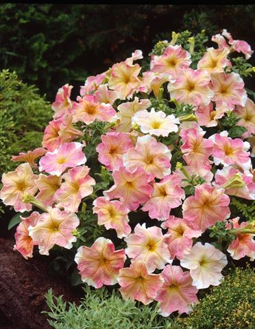 Photo de variété de fleurs à utiliser comme: Pot, Plante à massif, patio, Suspension Petunia Dolce Flambé