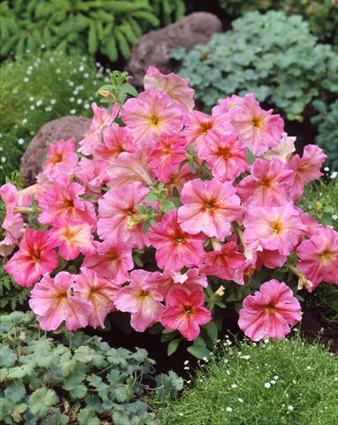 Photo de variété de fleurs à utiliser comme: Pot, Plante à massif, patio, Suspension Petunia Dolce Fragolino