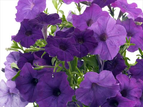 Photo de variété de fleurs à utiliser comme: Pot, Plante à massif, patio, Suspension Petunia x hybrida Nuvolari Blue