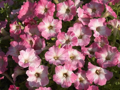 Photo de variété de fleurs à utiliser comme: Pot, Plante à massif, patio, Suspension Petunia x hybrida Nuvolari Dusty Pink