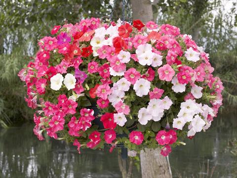 Photo de variété de fleurs à utiliser comme: Pot, Plante à massif, patio, Suspension Petunia x hybrida Nuvolari Mix