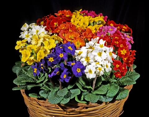 Photo de variété de fleurs à utiliser comme: Pot et Plante à massif Primula polyanthus Garden Beauty Mix