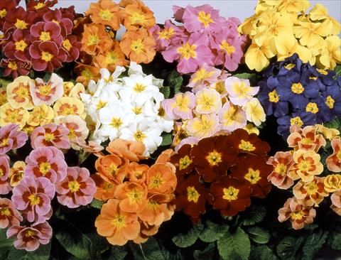 Photo de variété de fleurs à utiliser comme: Pot et Plante à massif Primula polyanthus Pacific Strain Mix
