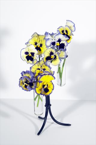 Photo de variété de fleurs à utiliser comme: Pot et Plante à massif Viola wittrockiana Aurora