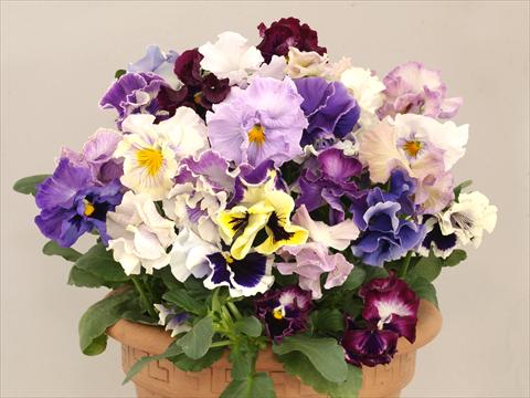 Photo de variété de fleurs à utiliser comme: Pot et Plante à massif Viola wittrockiana Baciata Mix