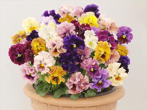 Photo de variété de fleurs à utiliser comme: Pot et Plante à massif Viola wittrockiana Ballerina Mix