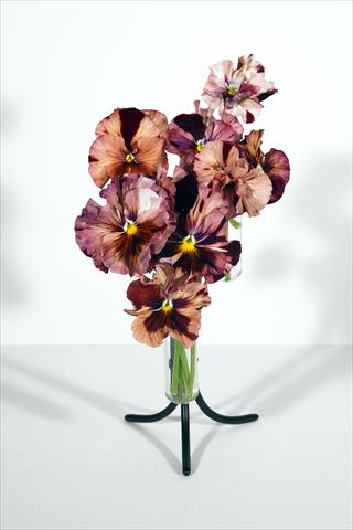 Photo de variété de fleurs à utiliser comme: Pot et Plante à massif Viola wittrockiana Chianti Shades