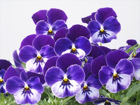 Photo de variété de fleurs à utiliser comme: Pot et Plante à massif Viola wittrockiana Pandora Blue Moon