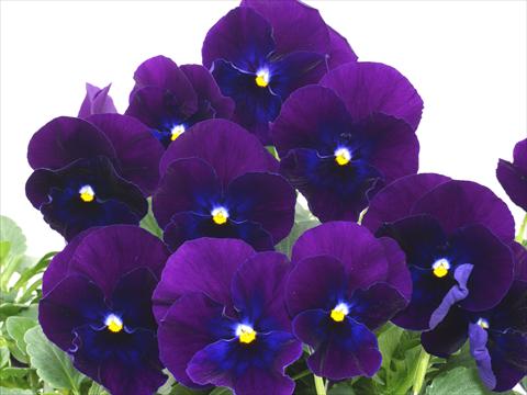 Photo de variété de fleurs à utiliser comme: Pot et Plante à massif Viola wittrockiana Pandora Blue Violet