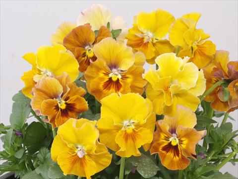 Photo de variété de fleurs à utiliser comme: Pot et Plante à massif Viola wittrockiana Pandora Flambé