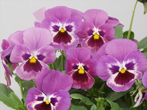 Photo de variété de fleurs à utiliser comme: Pot et Plante à massif Viola wittrockiana Pandora Lilac