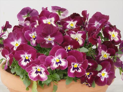 Photo de variété de fleurs à utiliser comme: Pot et Plante à massif Viola wittrockiana Pandora Rose