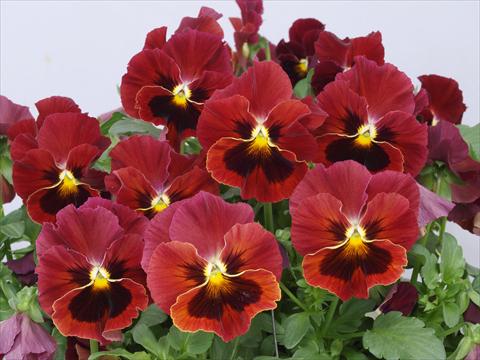 Photo de variété de fleurs à utiliser comme: Pot et Plante à massif Viola wittrockiana Pandora Scarlet