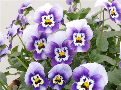 Photo de variété de fleurs à utiliser comme: Pot et Plante à massif Viola cornuta Caramel Blue with face