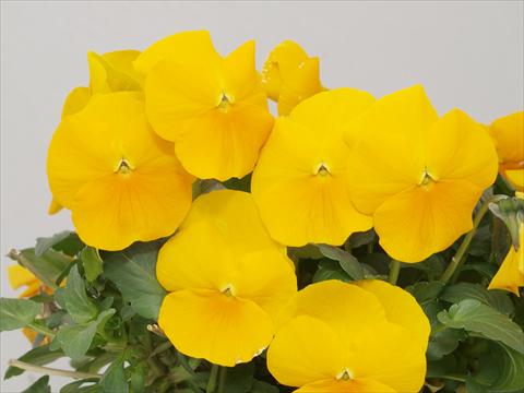 Photo de variété de fleurs à utiliser comme: Pot et Plante à massif Viola cornuta Caramel Golden